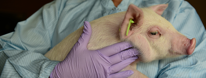 Clinical Research & Animal Care | Vaccine and Infectious Disease Organization